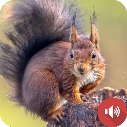 Squirrel Sounds icon